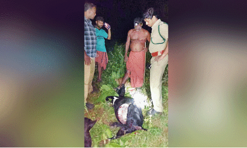 പരപ്പയിൽ പുലിഭീതി