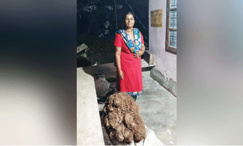 ഭീമൻ കാച്ചിൽ വിളവെടുത്ത് വനിത കർഷക