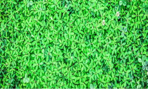 Pollution Free Campaign