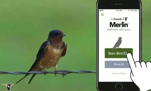 മുറ്റത്തൊരു പക്ഷി, പക്ഷേ പേരറിയില്ല; തിരിച്ചറിയാൻ ഇനി മെർലിൻ സഹായിക്കും