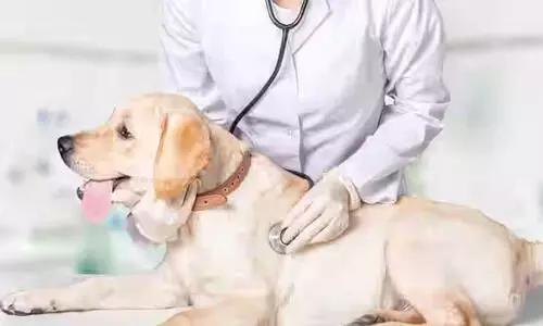 വെറ്ററിനറി ഡോക്ടർമാരെ ആവശ്യമുണ്ട്