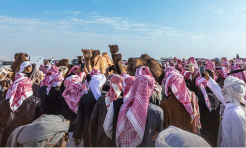 കി​ങ്​ അ​ബ്​​ദു​ൽ അ​സീ​സ്​ ഒ​ട്ട​കോ​ത്സ​വ​ത്തി​ന്​ തു​ട​ക്കം