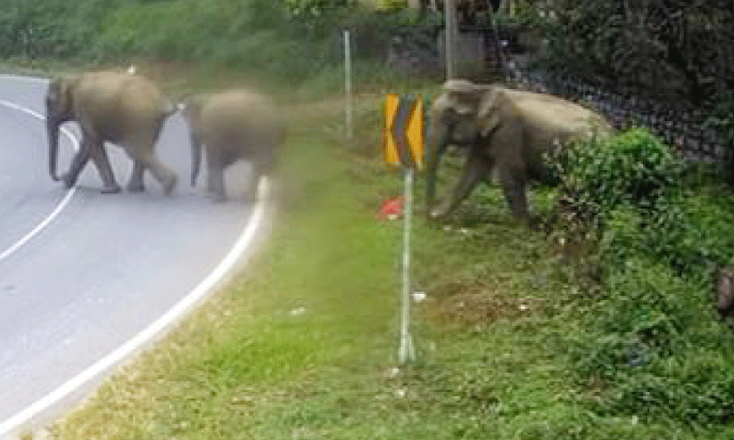 wild elephants wild elephants