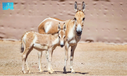 Wildlife rehabilitation