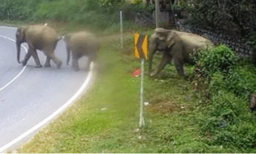 wild elephants wild elephants