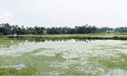അപ്രതീക്ഷിത മഴ; പുഞ്ചകൃഷി കര്‍ഷകര്‍ ദുരിതത്തില്‍