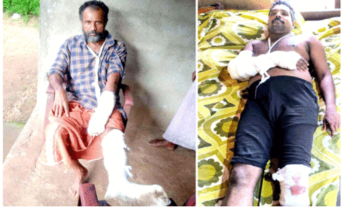 Two injured in wild boar attack Two injured in wild boar attack