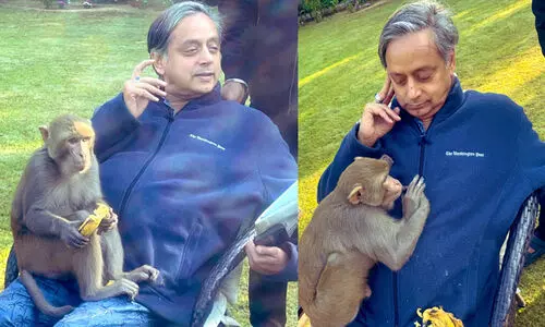 കുരങ്ങ് മടിയിൽ കയറിയ അനുഭവം പറഞ്ഞ് ശശി തരൂർ; ഏറ്റെടുത്ത് സോഷ്യൽ മീഡിയ