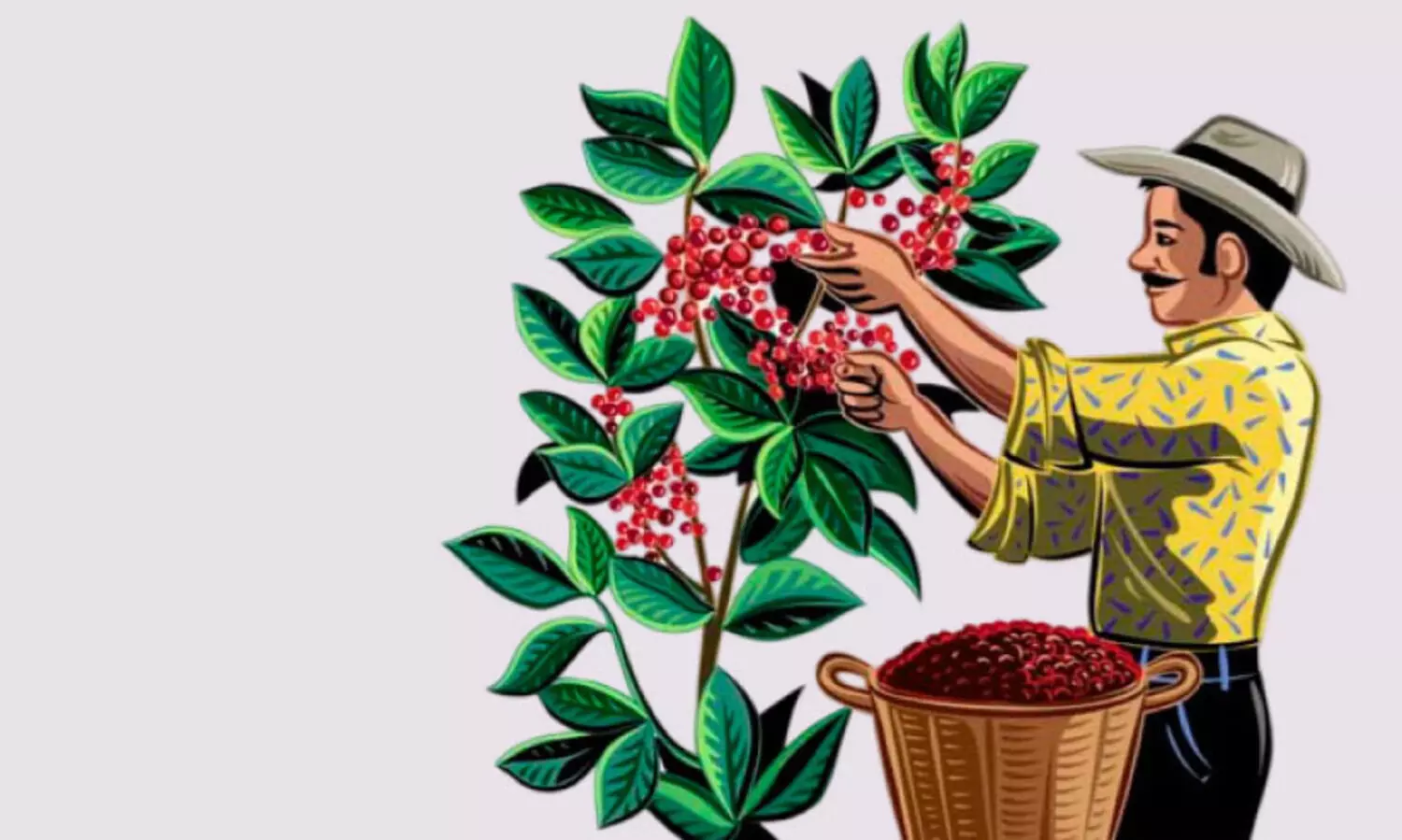 വിലയേറി കീഴാന്തൂർ കാപ്പി; കർഷകർ ഹാപ്പി