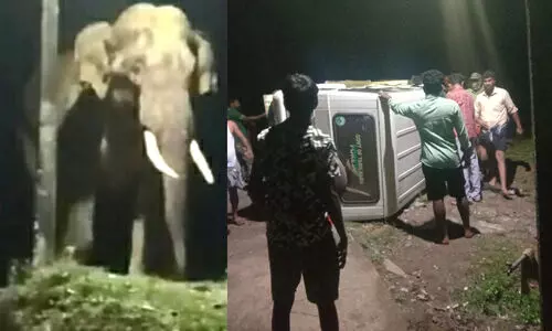 elephant gudallur 9987 elephant gudallur 9987