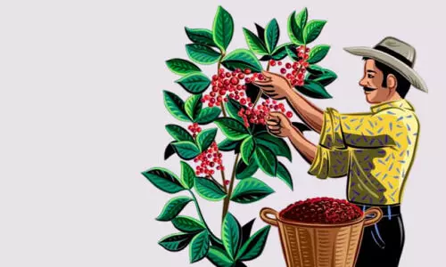 വിലയേറി കീഴാന്തൂർ കാപ്പി; കർഷകർ ഹാപ്പി