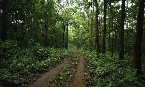 forest 98798 forest 98798