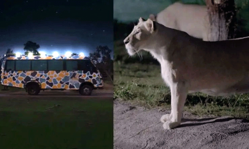 Dubai Safari Park Dubai Safari Park