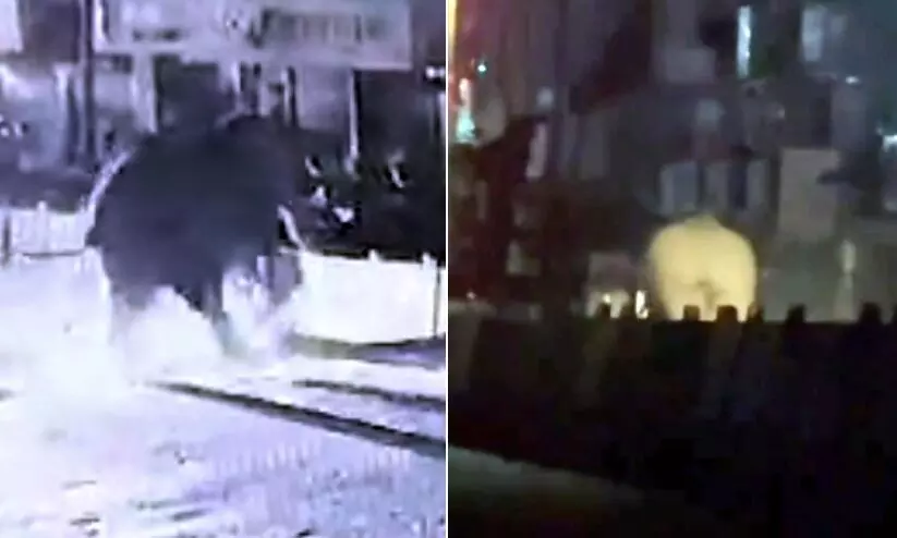 ഗൂഡല്ലൂർ നഗരത്തിൽ കാട്ടാനയുടെയും പന്നികളുടെയും വരവ് പതിവാകുന്നു ഗൂഡല്ലൂർ നഗരത്തിൽ കാട്ടാനയുടെയും പന്നികളുടെയും വരവ് പതിവാകുന്നു