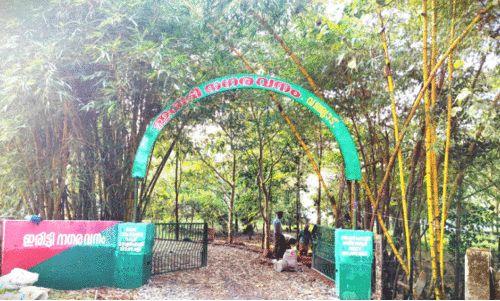 ഇരിട്ടി നഗരവനം നാളെ തുറക്കും