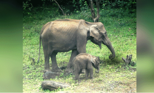 കടുവ ഭീതി: കൺമണിക്ക്​ കാവലായി അമ്മയാന