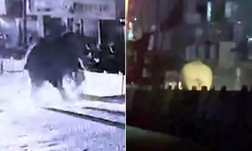 ഗൂഡല്ലൂർ നഗരത്തിൽ കാട്ടാനയുടെയും പന്നികളുടെയും വരവ് പതിവാകുന്നു ഗൂഡല്ലൂർ നഗരത്തിൽ കാട്ടാനയുടെയും പന്നികളുടെയും വരവ് പതിവാകുന്നു