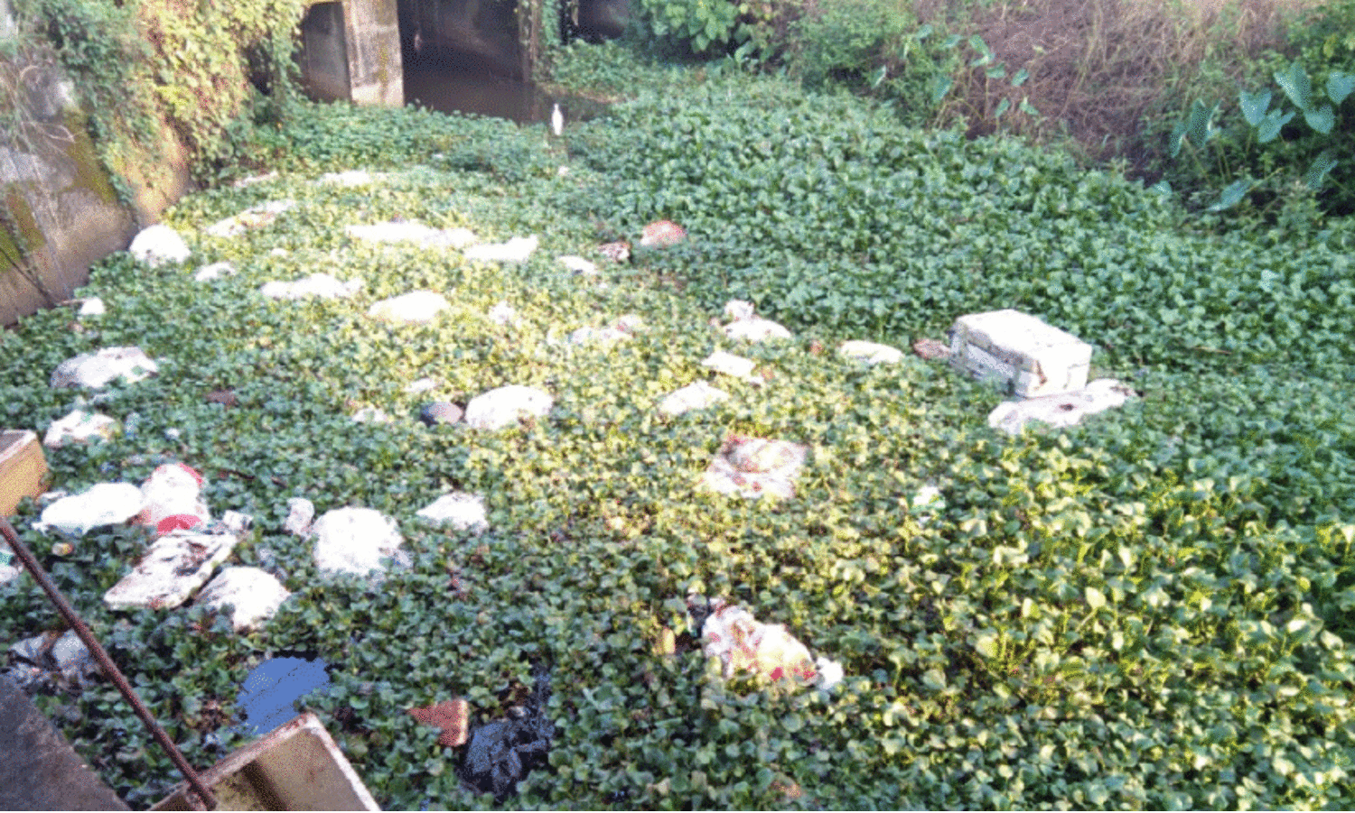 മണിപ്പുഴ തോട്ടിൽ മാലിന്യം തള്ളി