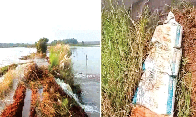 ബണ്ടുകൾ പൊട്ടി; കോൾ മേഖലയിൽ ദുരിതം