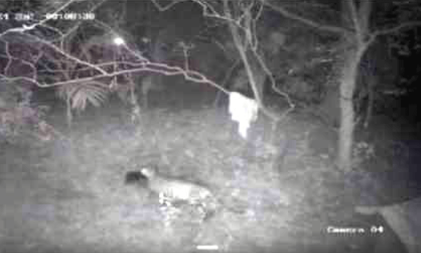 ധോണി കീഴടക്കി പുലി, ചെന്നായ, കാട്ടാന...വന്യമൃഗങ്ങൾ നാട്ടിലിറങ്ങിയാൽ നാട്ടുകാർ എന്തുചെയ്യും? ധോണി കീഴടക്കി പുലി, ചെന്നായ, കാട്ടാന...വന്യമൃഗങ്ങൾ നാട്ടിലിറങ്ങിയാൽ നാട്ടുകാർ എന്തുചെയ്യും?