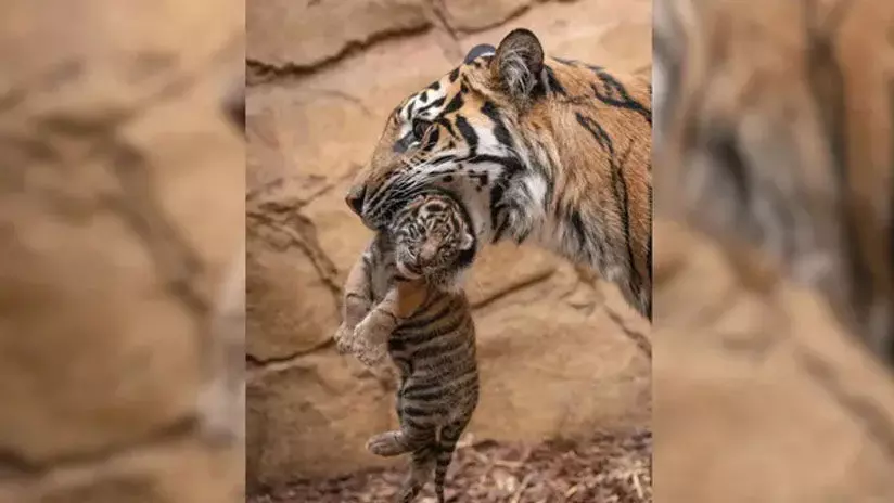 അമ്മക്കടുവയുടെ കടി പാളി; മൂന്ന് കടുവക്കുട്ടികൾ ചത്തു