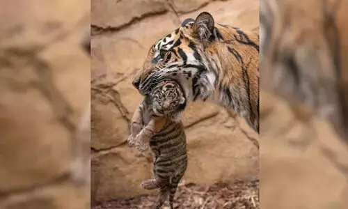 അമ്മക്കടുവയുടെ കടി പാളി; മൂന്ന് കടുവക്കുട്ടികൾ ചത്തു