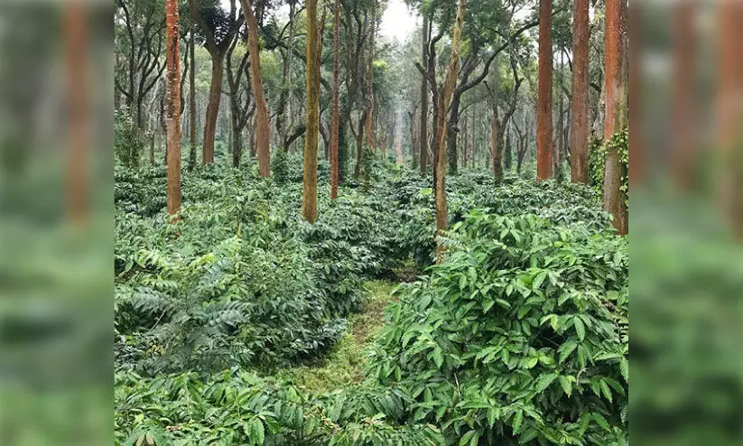 അമിത മഴ: കാപ്പി മേഖലക്ക് ഭീഷണി അമിത മഴ: കാപ്പി മേഖലക്ക് ഭീഷണി