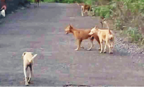 stray dog menace stray dog menace