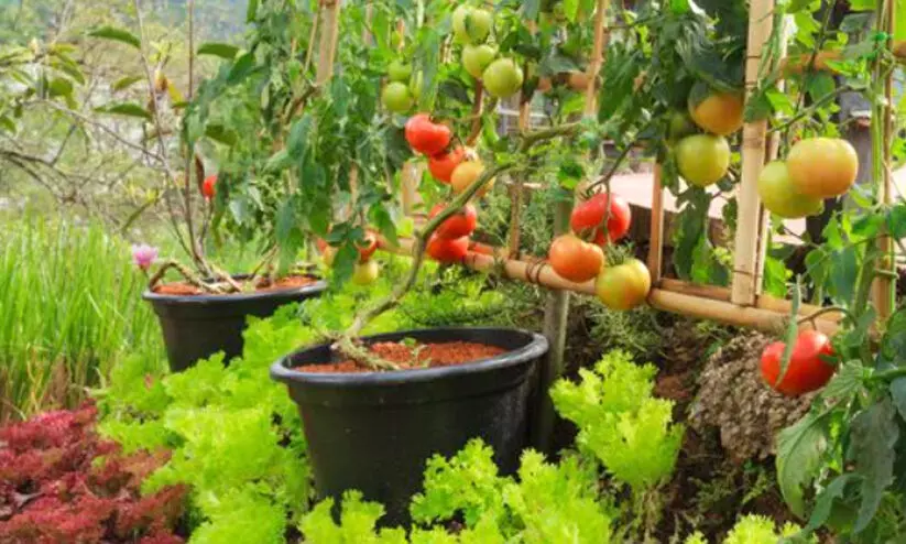 adukkalathottam adukkalathottam