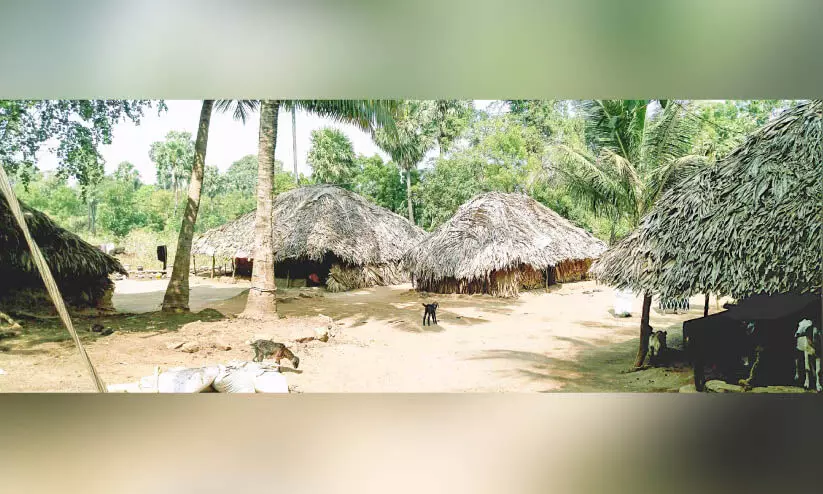 ഓലക്കുടിലിൽനിന്ന് മോചനമില്ലാതെ കുടുംബങ്ങൾ ഓലക്കുടിലിൽനിന്ന് മോചനമില്ലാതെ കുടുംബങ്ങൾ