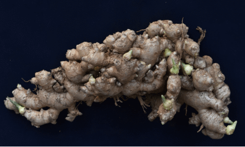 ഐ.ഐ.എസ്.ആർ സുരസ: പുതിയ ഇഞ്ചി ഇനവുമായി സുഗന്ധവിള ഗവേഷണ സ്ഥാപനം