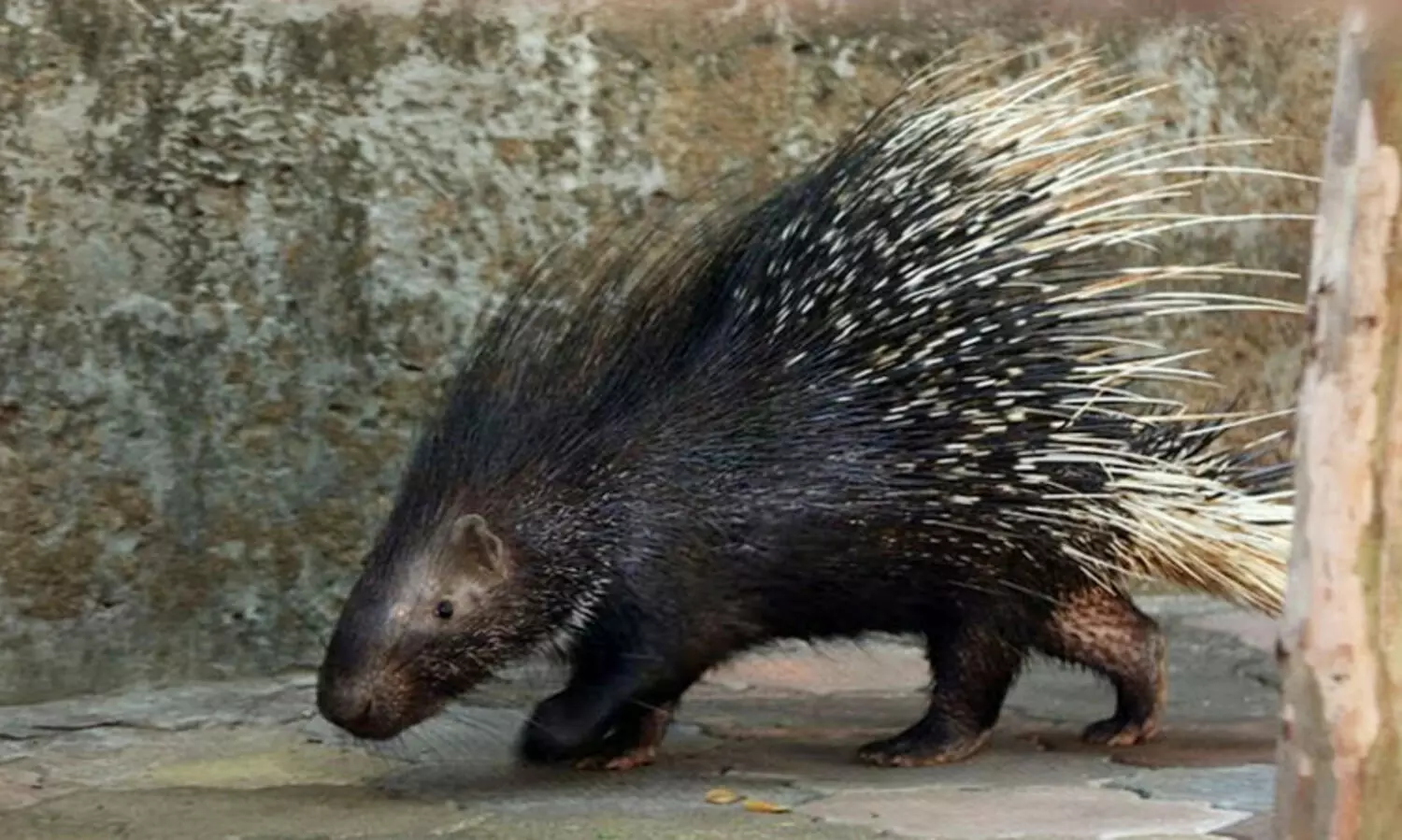 മുള്ളന്‍പന്നിയെ വേട്ടയാടി കൊന്ന് തിന്നു; പ്രതിക്ക് ആറു മാസം തടവും പിഴയും