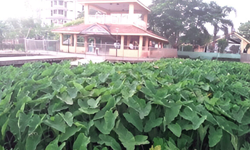 kacherikadavu water hub kacherikadavu water hub