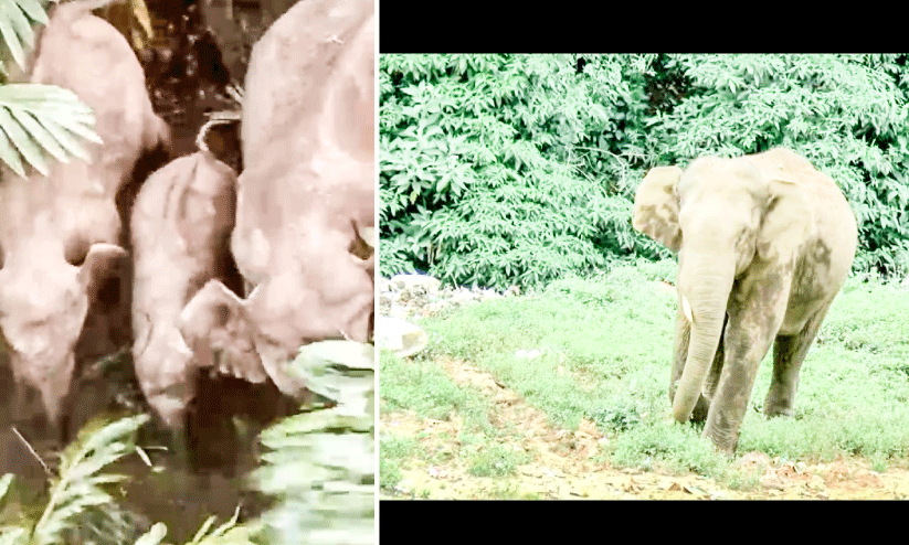 കാടുകയറ്റാൻ വനപാലകർ; കാടിറങ്ങി കാട്ടാനകൾ