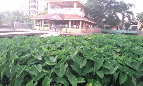 kacherikadavu water hub