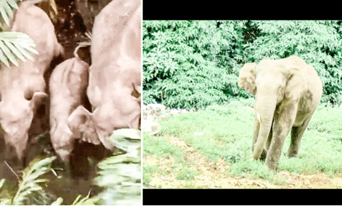 കാടുകയറ്റാൻ വനപാലകർ; കാടിറങ്ങി കാട്ടാനകൾ കാടുകയറ്റാൻ വനപാലകർ; കാടിറങ്ങി കാട്ടാനകൾ