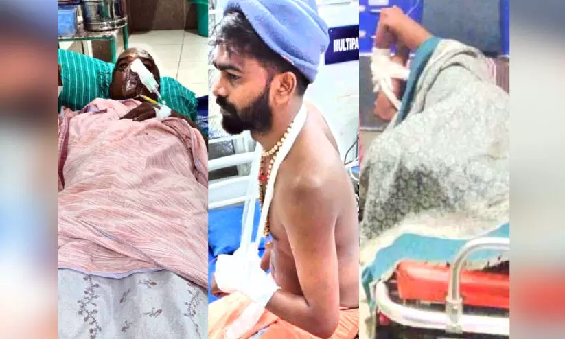 wild elephant attack