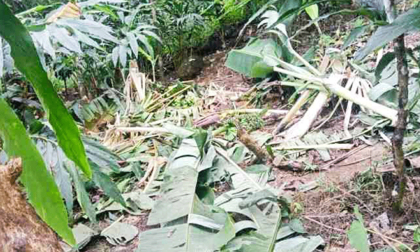 ആനക്കൂട്ടം കൃഷിയിടത്തിൽ കറങ്ങുന്നു; നിസ്സഹായരായി കർഷകർ