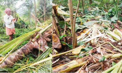 ച​ള​വ കു​റ്റി​ക്കാ​ട്ടി​ൽ വീ​ണ്ടും കൃ​ഷി ന​ശി​പ്പി​ച്ച് കാ​ട്ടാ​ന​ക്കൂ​ട്ടം ദു​രി​തം തീ​രാ​തെ ക​ർ​ഷ​ക​ർ