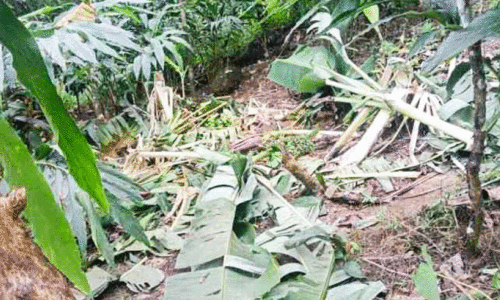 ആനക്കൂട്ടം കൃഷിയിടത്തിൽ കറങ്ങുന്നു; നിസ്സഹായരായി കർഷകർ ആനക്കൂട്ടം കൃഷിയിടത്തിൽ കറങ്ങുന്നു; നിസ്സഹായരായി കർഷകർ