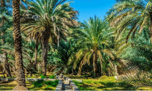 മരുക്കാഴ്ചകളിലേക്ക് ഡ്രൈ​വ് ചെ​യ്യാം