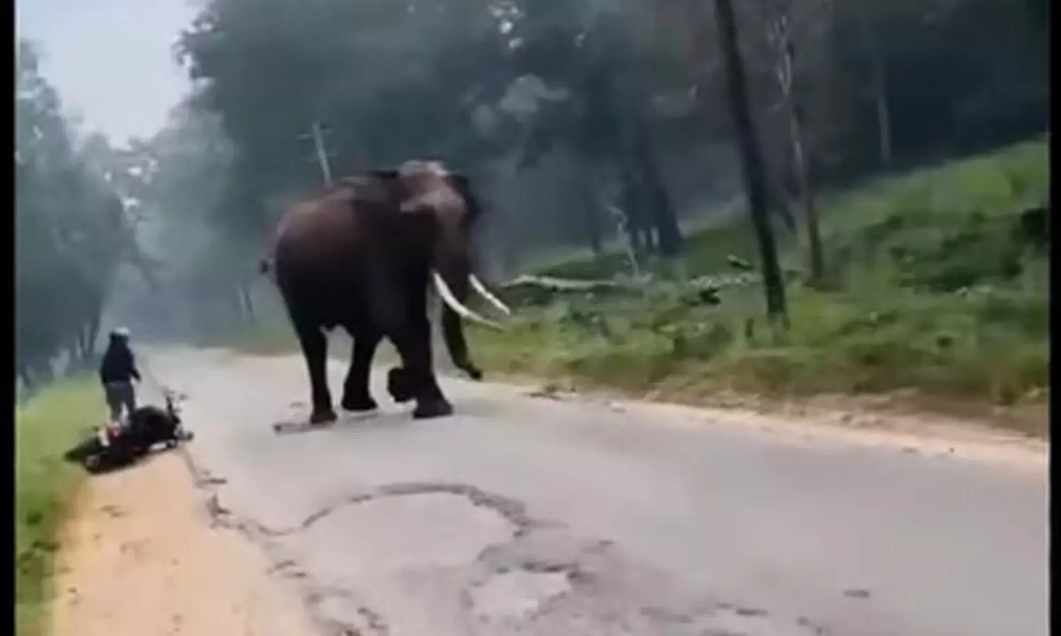 wild elephant