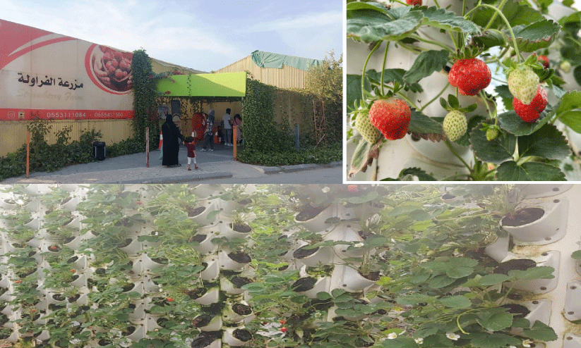 Al Ahsa Strawberry farm