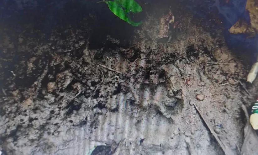 Tiger fear in adivaram