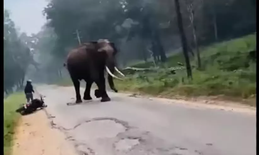 wild elephant