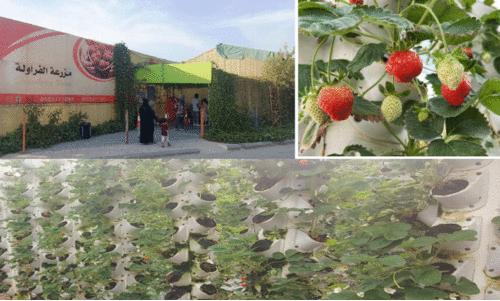 Al Ahsa Strawberry farm