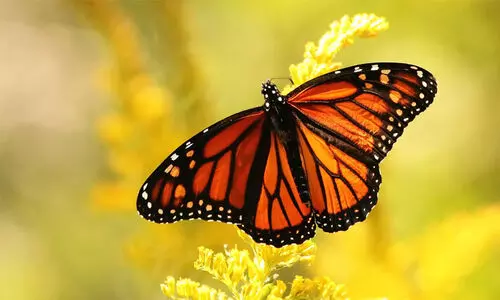 Monarch butterfly