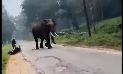 wild elephant