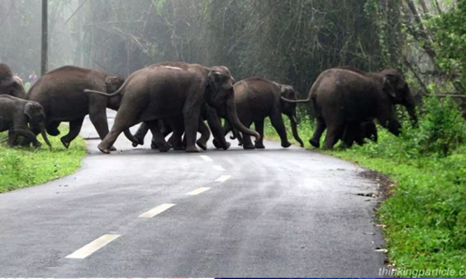 മനുഷ്യ-വന്യജീവി സംഘര്‍ഷം കുറക്കാന്‍ അടിയന്തര നടപടി സ്വീകരിക്കണം- എസ്.ഡി.പി.ഐ