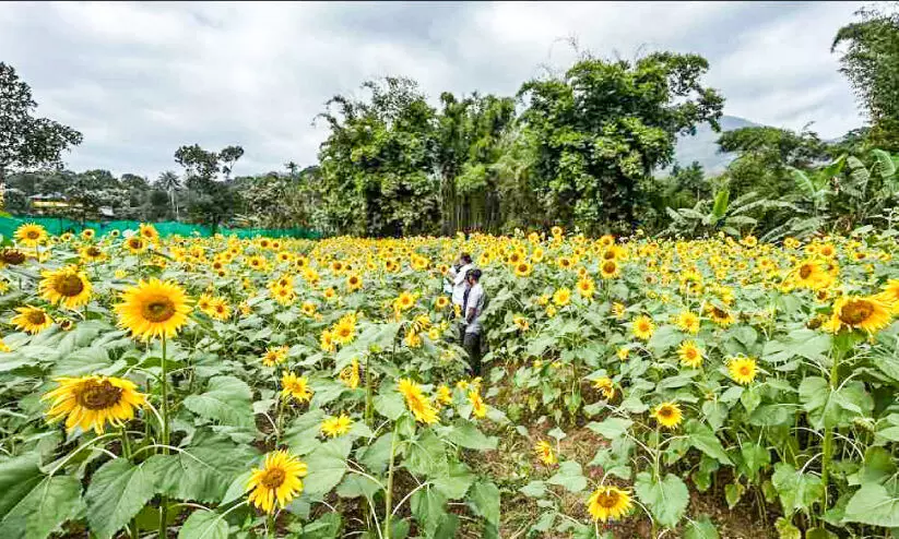 നീലക്കുറിഞ്ഞിയുടെ നാട്ടിൽ മഞ്ഞവസന്തം തീർത്ത് സൂര്യകാന്തി നീലക്കുറിഞ്ഞിയുടെ നാട്ടിൽ മഞ്ഞവസന്തം തീർത്ത് സൂര്യകാന്തി